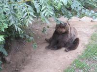 Bern - Bärenpark