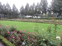 Bern - Rosengarten