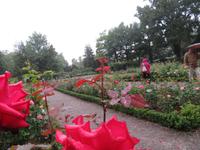 Bern - Rosengarten