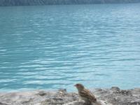 Brienz