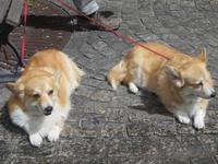 Bummel durch Gstaad
