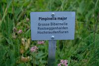 Die Pimpinella