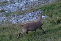 Ein Steinbock