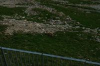 Ein Steinbock