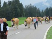Emmental Almabtrieb