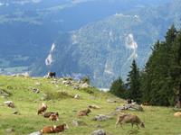 Fahrt auf die Schynige Platte -