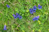 Flora im Val Roseg