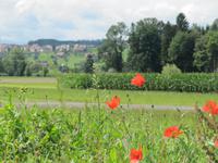 Flugplatz Triengen