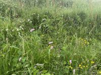 Gipfelblumen