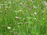 Glacier-Bernina-Reise, Ausflug ins Engadin, Blumenwiese in Guarda