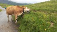 Grindelwald, Wanderung entlang des Panoramaweges
