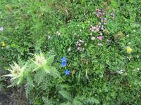 Grindelwald-First-Wanderung zum Bachalpsee