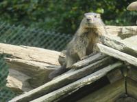 Haderbahn - Alpenwildpark - Murmeltiere
