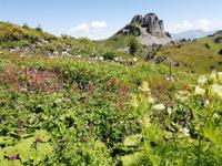 Im Alpengarten