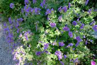 Im Alpengarten