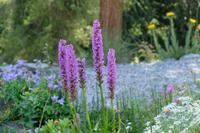 Im Alpengarten