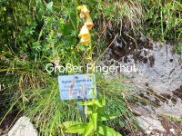 Im Alpengarten