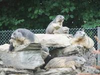 Im Alpenwildpark