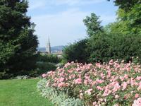 Im Rosengarten