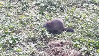 Interlaken (Wildpark an der Talstation der Harderbahn)