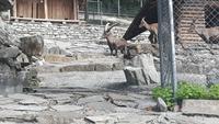 Interlaken (Wildpark an der Talstation der Harderbahn)