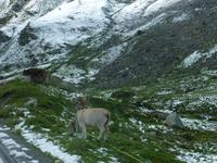 Julierpass