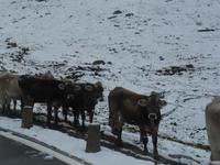 Kühe am Furka-Pass