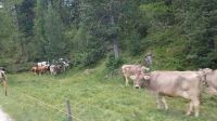 Kuhherden weiden am Wegesrand im Tal