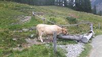 Kutschfahrt ins Val Roseg
