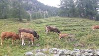 Kutschfahrt ins Val Roseg