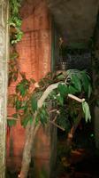 Maison Cailler in Broc