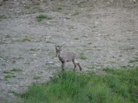 Pilatus Schweiz 