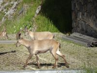 Pilatus Schweiz 