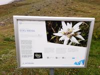 Rothorn - Wanderung auf dem Blumenweg von der Station 