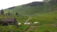 Schwägalp , Wanderung mit Alfred