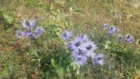 Schynige Platte (Alpengarten - Blaudistel)