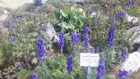 Schynige Platte (Blauer Eisenhut)