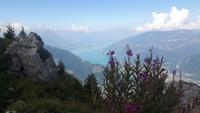 Schynige Platte