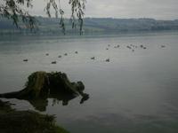 Sempacher See
