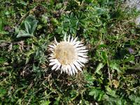 Silberdistel