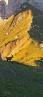 Sonnenaufgang am Pilatus und Steinbock