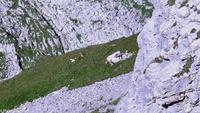 Steinböcke auf dem Säntis