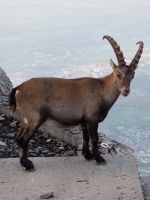 Steinbock auf dem Pilatus