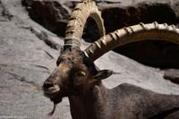 Steinbock