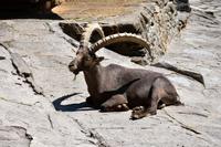 Steinbock