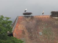 Storchendorf Altreu