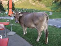 Tierischer Besuch auf der Terrasse