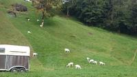 Tierischer Hügel