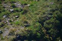Titlis Murmeltiere