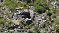 Titlis Murmeltiere